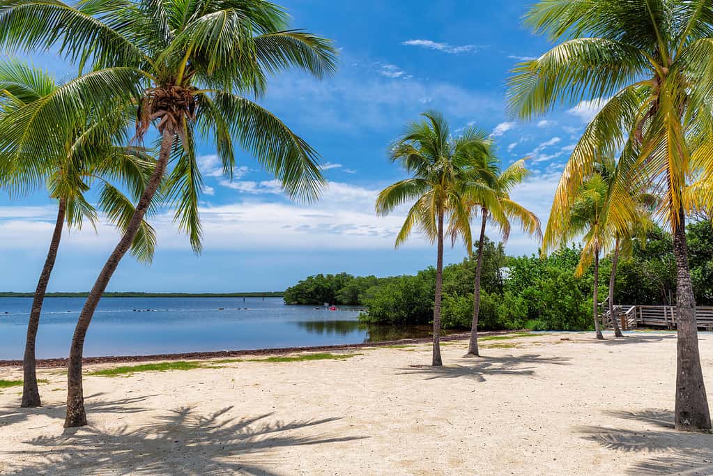 Discover the 7 Best Beaches in the United States For Winter Snorkeling