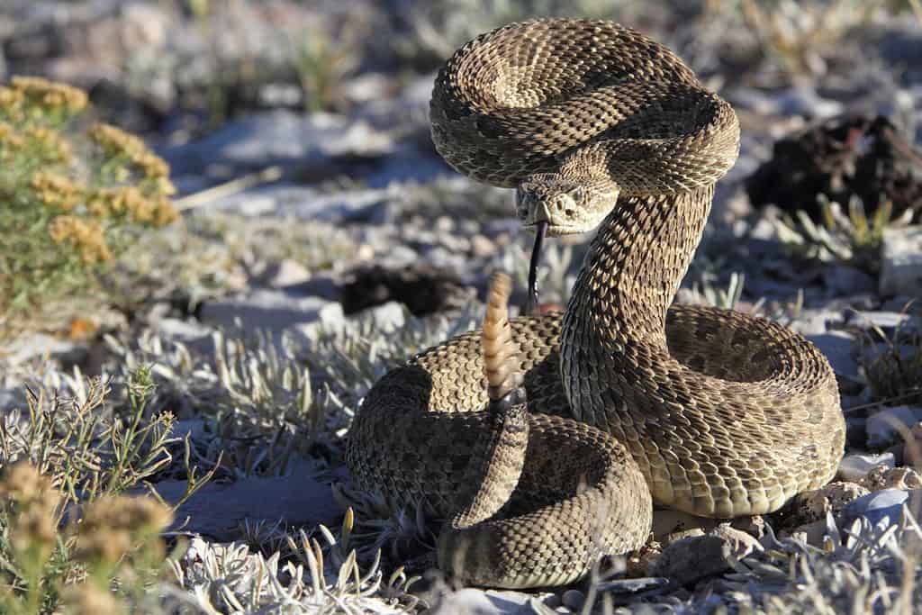 4 Scary Snake Bite Incidents That Happened in Arizona This Year