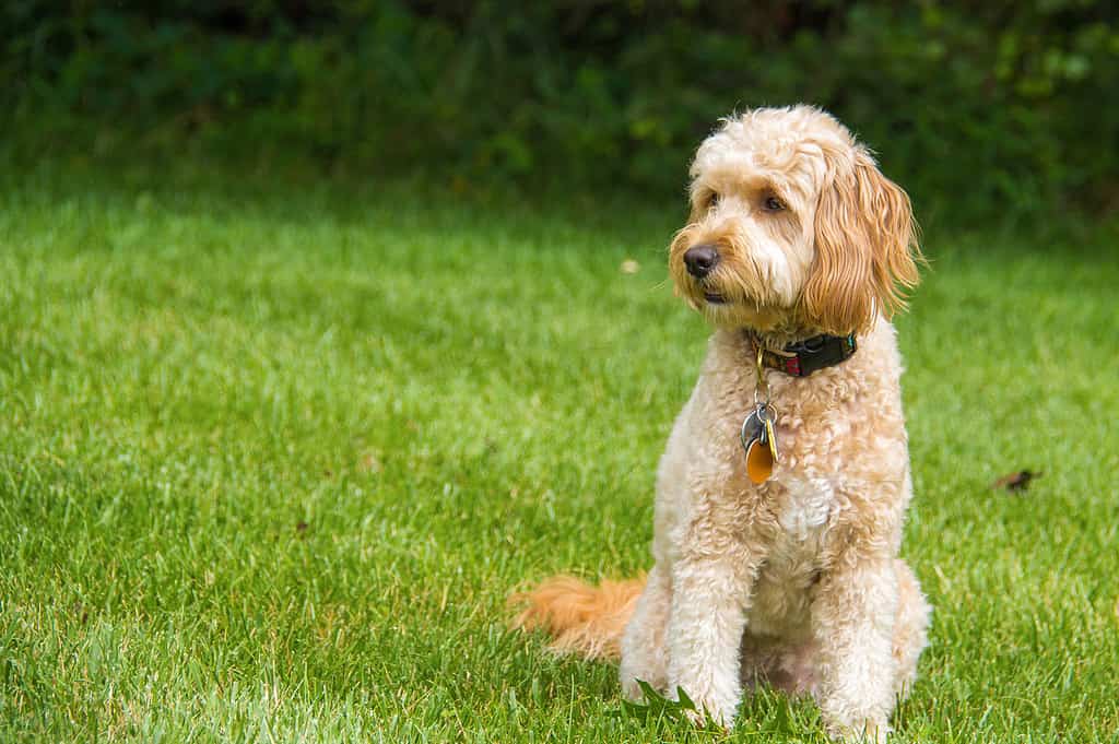 Goldendoodle Grooming Guide: How to Properly Groom a Goldendoodle