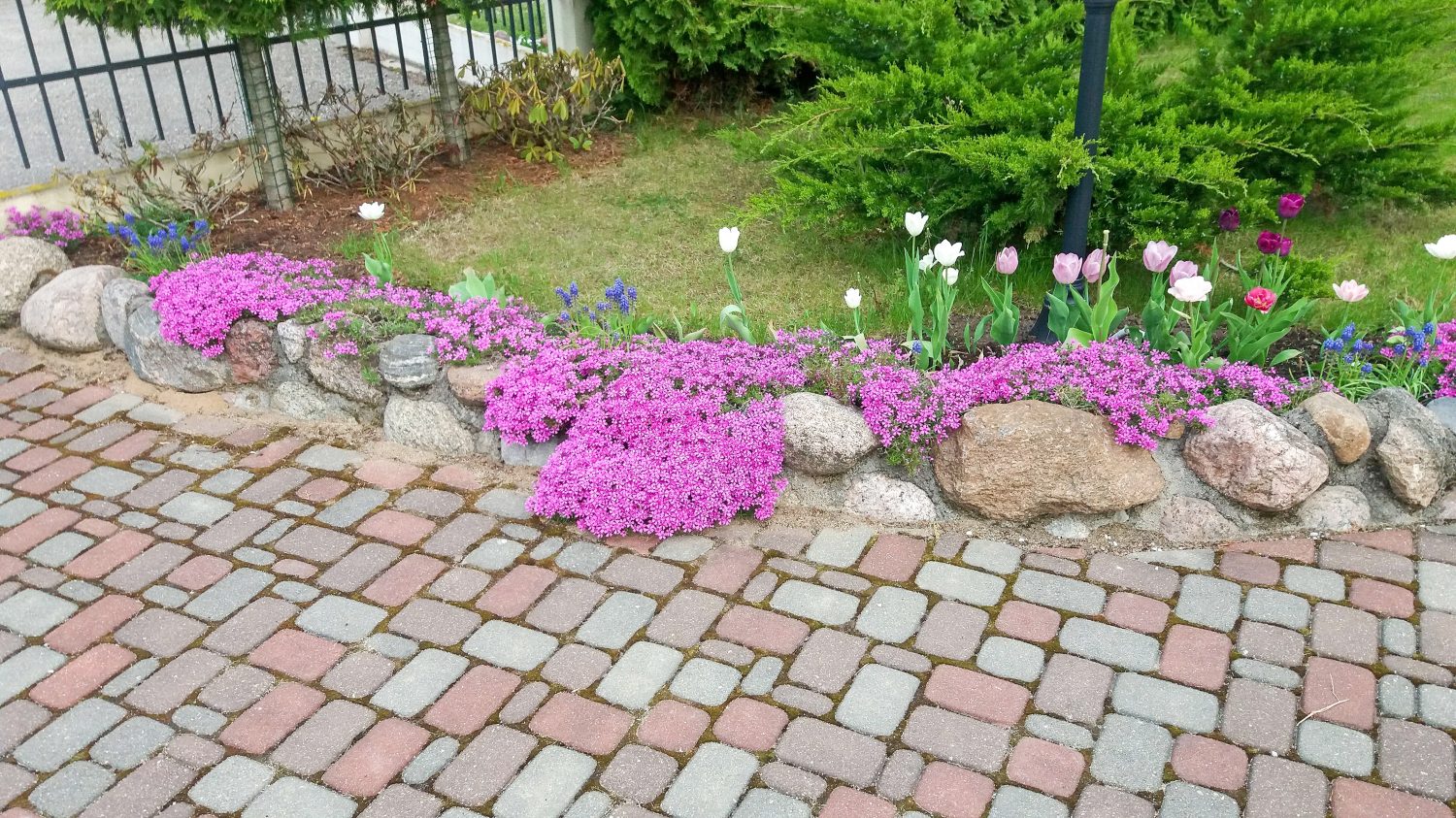 Discover 10 Amazing Types of Pink Wildflowers