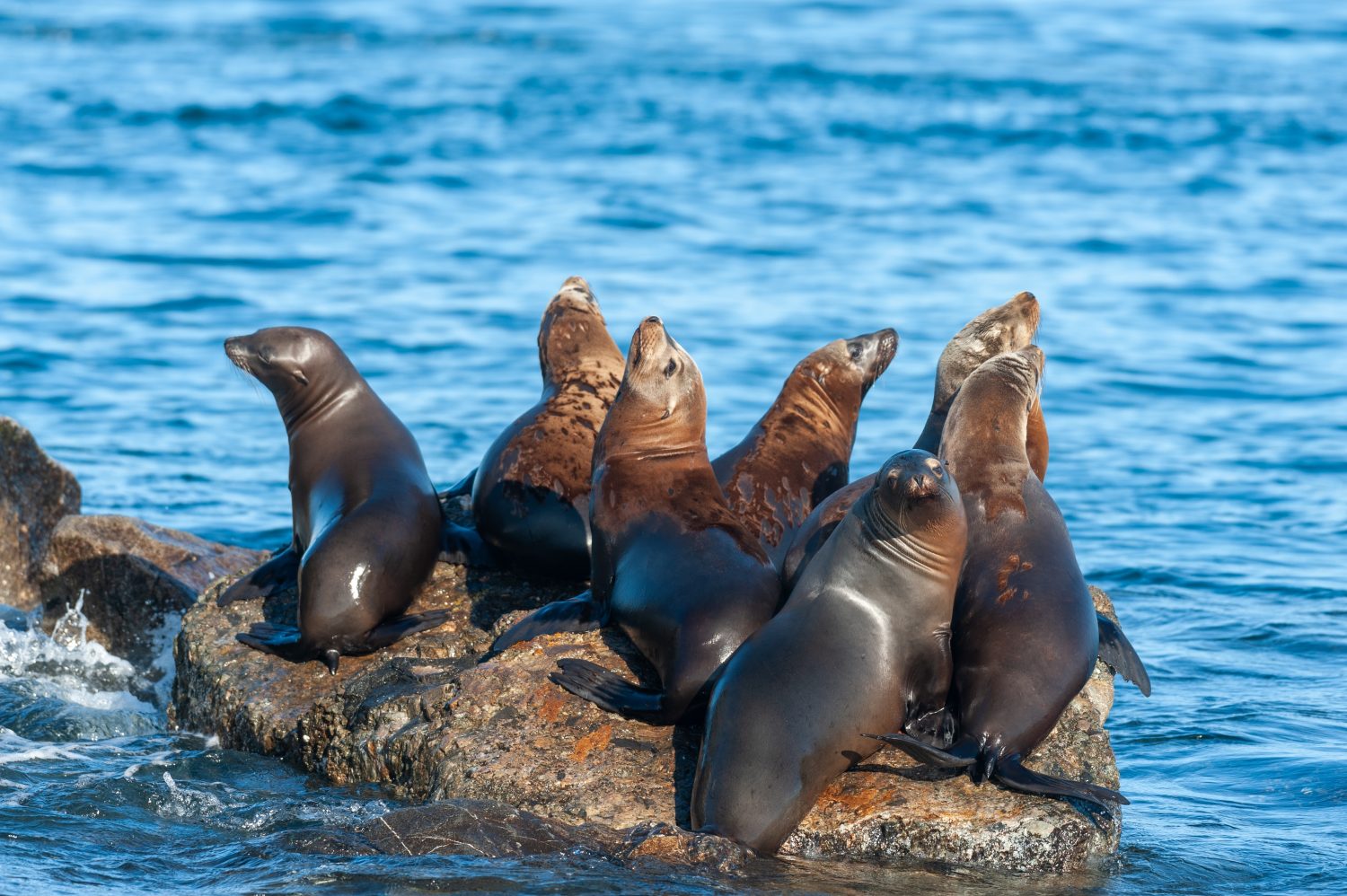 Discover the 7 Largest and Most Important Bays in California