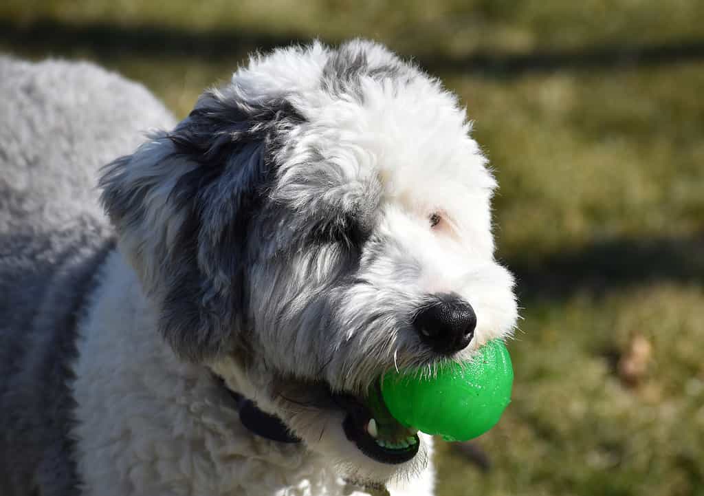 Sheepadoodle Size: Growth Chart from Puppy to Full Grown