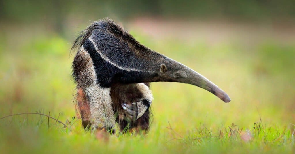 Discover 10 Types of Anteaters and How They Are Not All Alike