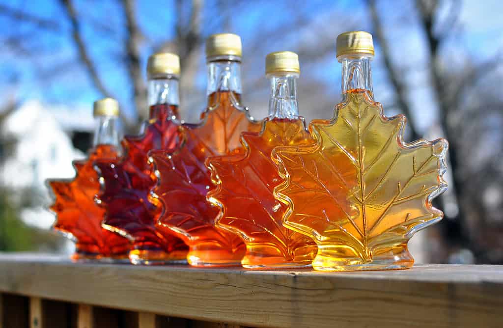 Discover Which Tree Makes The Absolute Best Maple Syrup