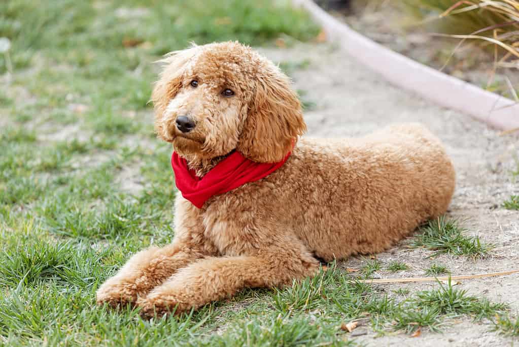 Goldendoodle Grooming Guide: How to Properly Groom a Goldendoodle