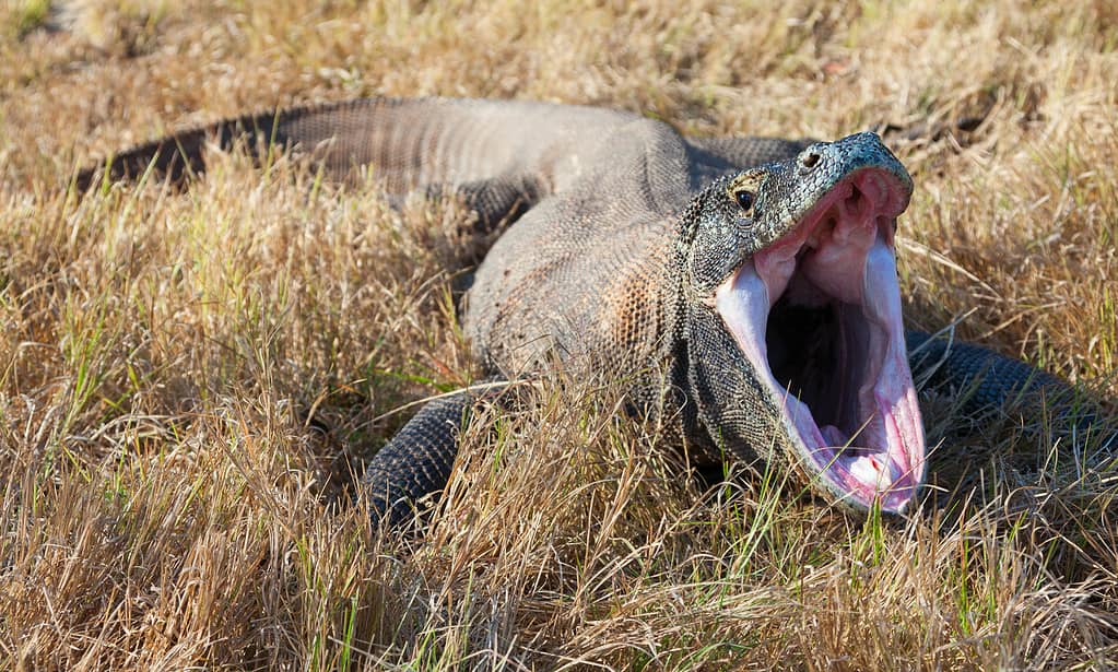 Komodo Dragon Raids Goat Farmer’s Yard but Quickly Swallows the Evidence