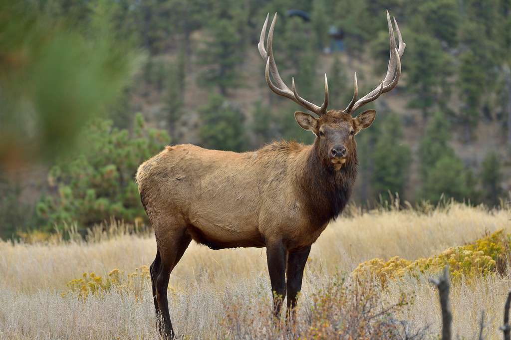 Hunting in Idaho: 10 Great Public Hunting Lands