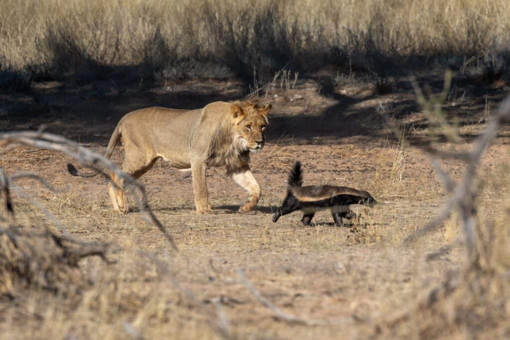 See This Honey Badger Show It's More Than a Match for 3 Leopards