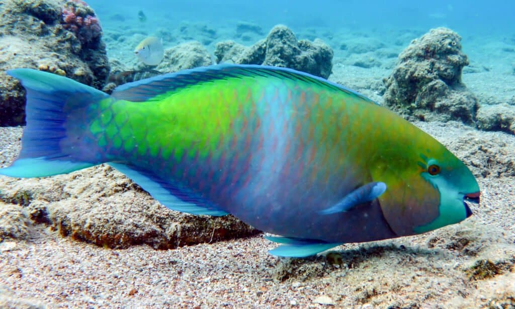 Discover the 7 Best Beaches in the United States For Winter Snorkeling