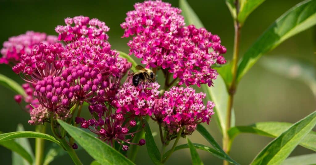 Discover 10 Amazing Types of Pink Wildflowers