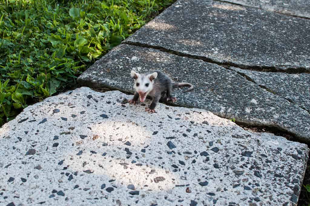 How Big Do Opossums Get? See Their Size Versus Other Critters