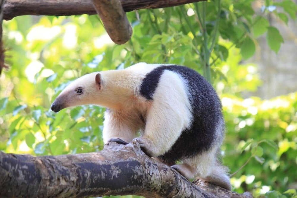 Discover 10 Types of Anteaters and How They Are Not All Alike