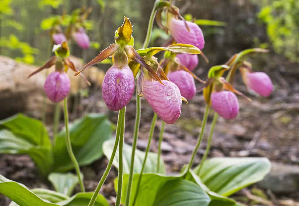 Discover 10 Amazing Types of Pink Wildflowers