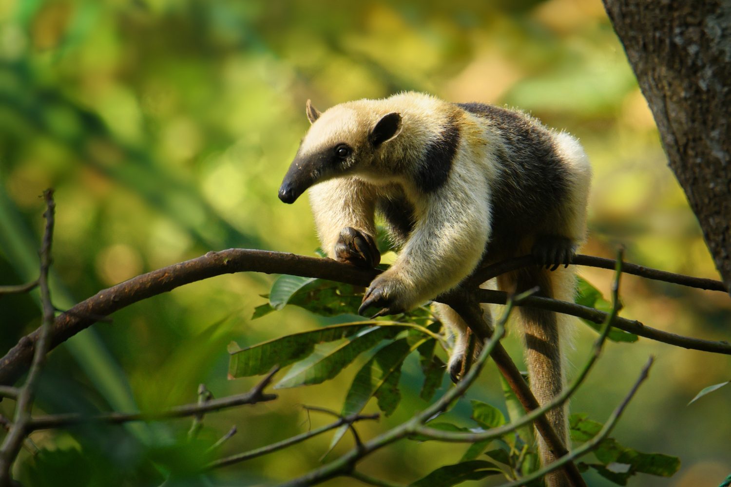 Discover 10 Types of Anteaters and How They Are Not All Alike