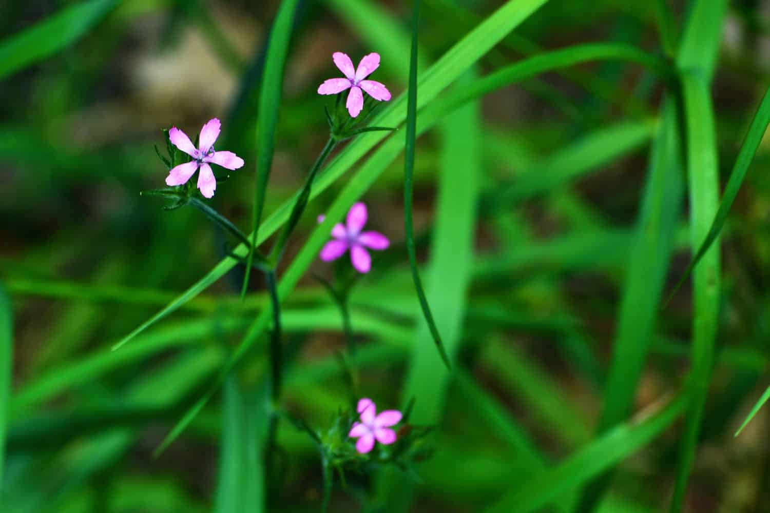 Discover 10 Amazing Types of Pink Wildflowers