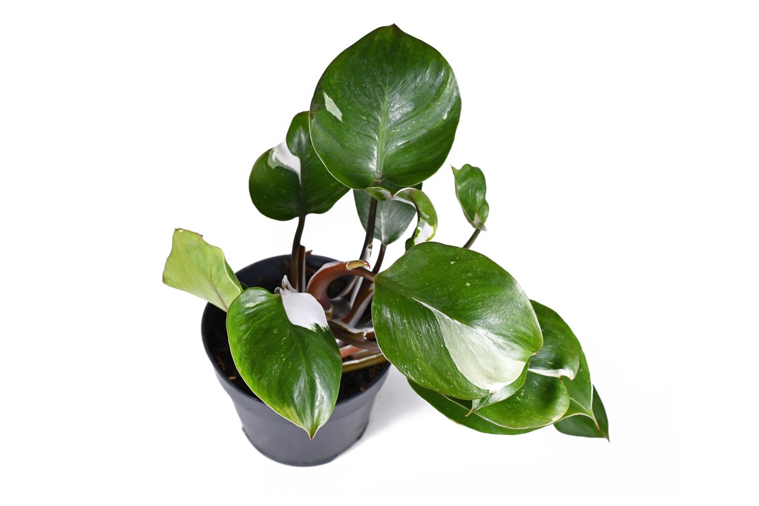 Philodendron White Knight Care Guide: # Tips for a Healthy Plant