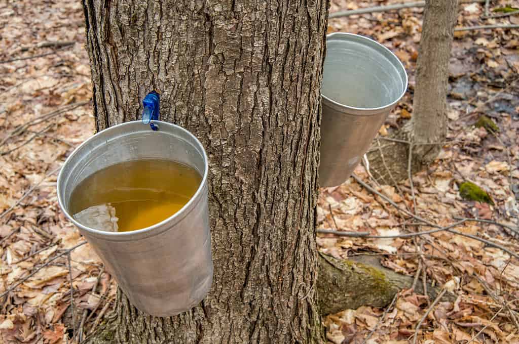 Discover Which Tree Makes The Absolute Best Maple Syrup