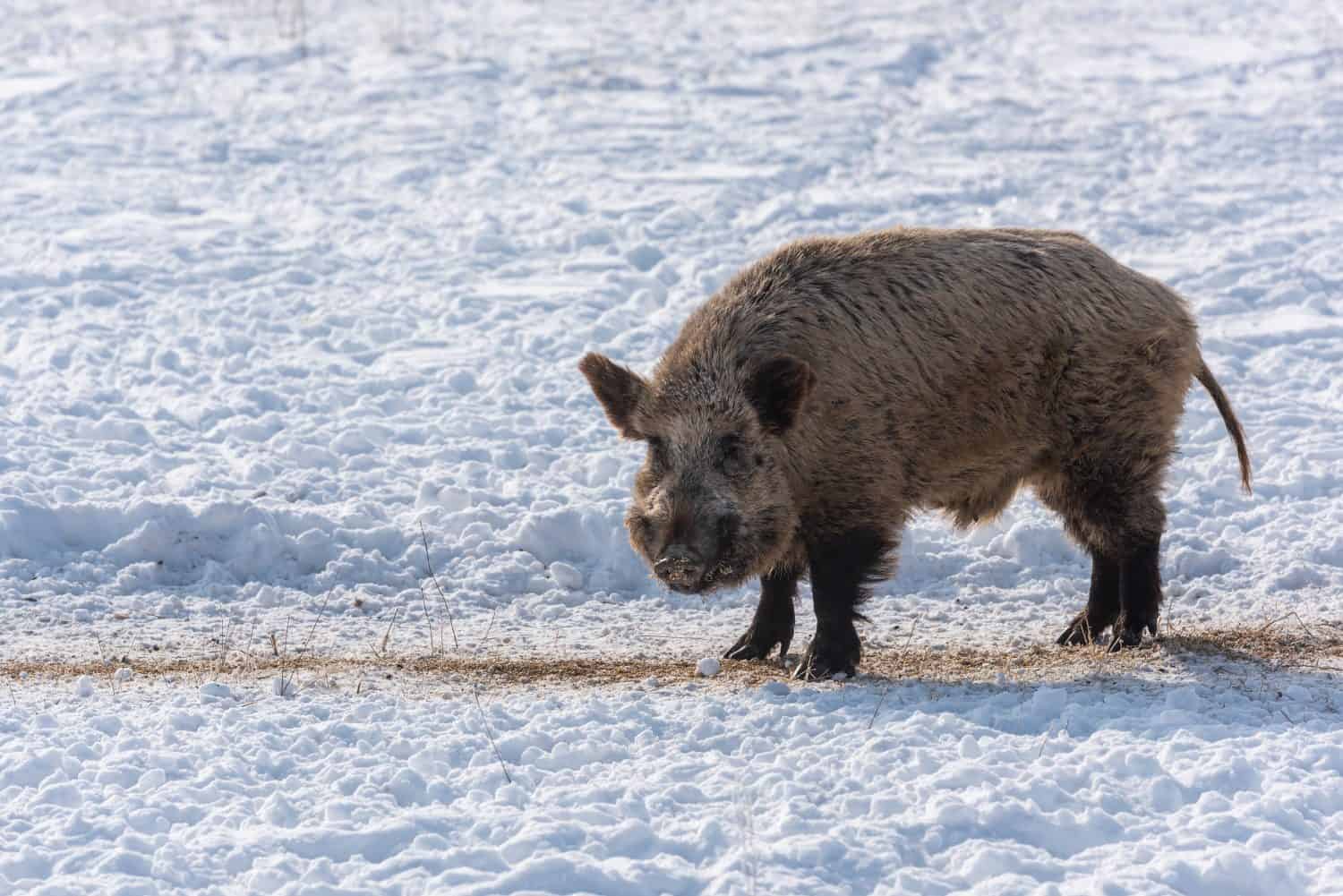 The Largest Wild Hog Ever Caught in California