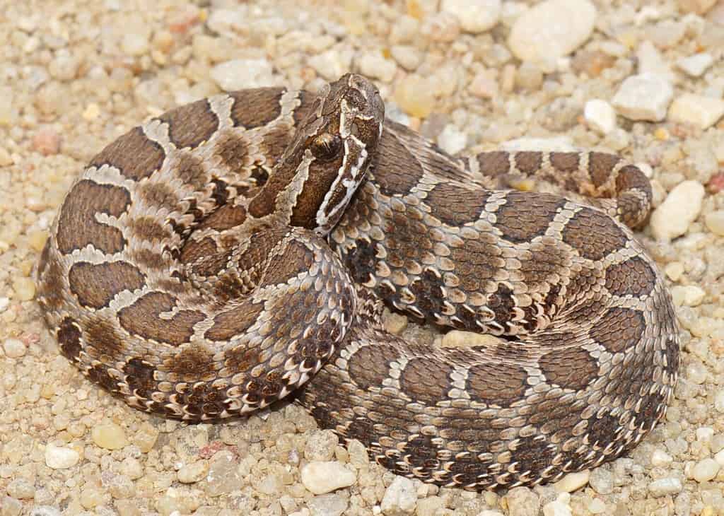 4 Scary Snake Bite Incidents That Happened in Arizona This Year