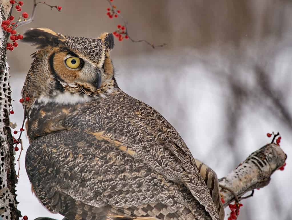 Discover 11 Types of Owls in Wisconsin (From Rarest to Most Common)