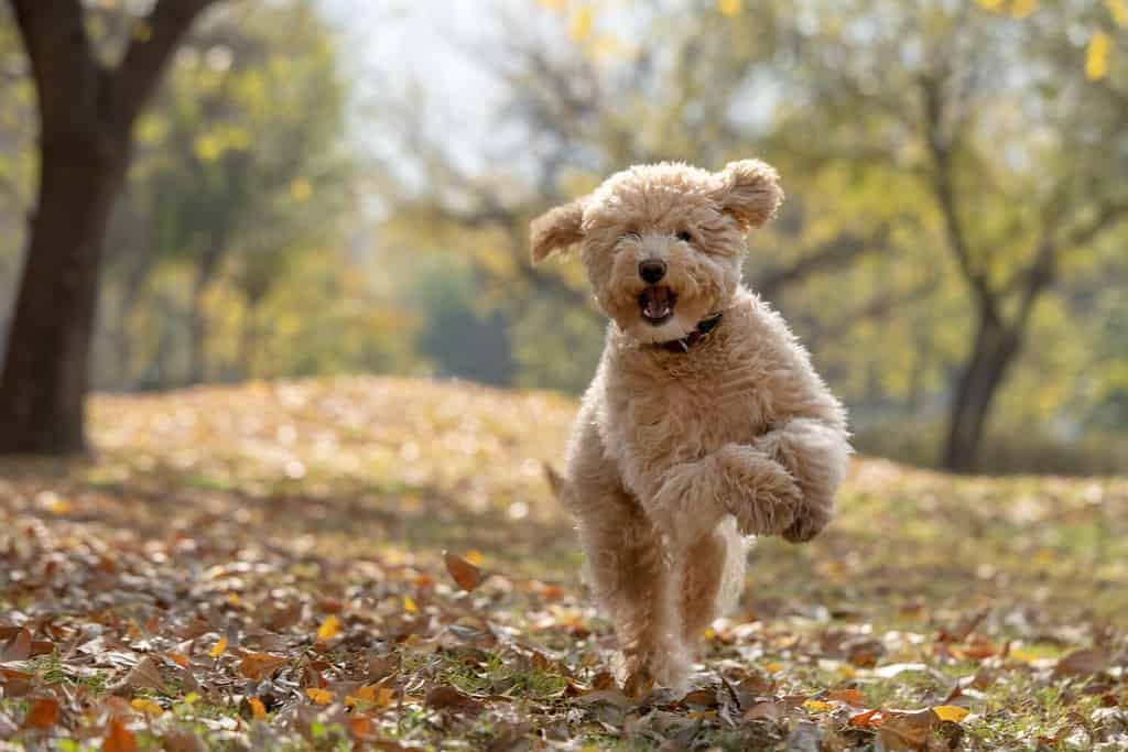 Sheepadoodle Lifespan: How Long They Typically Live   5 Common Health Problems