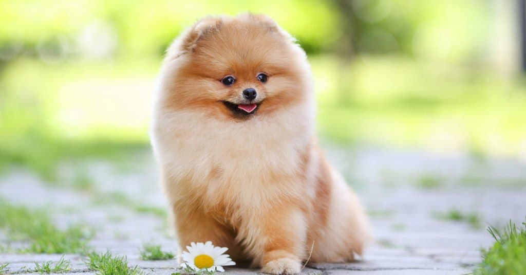 Pomeranian Puppies: Pictures, Adoption Tips, and More!