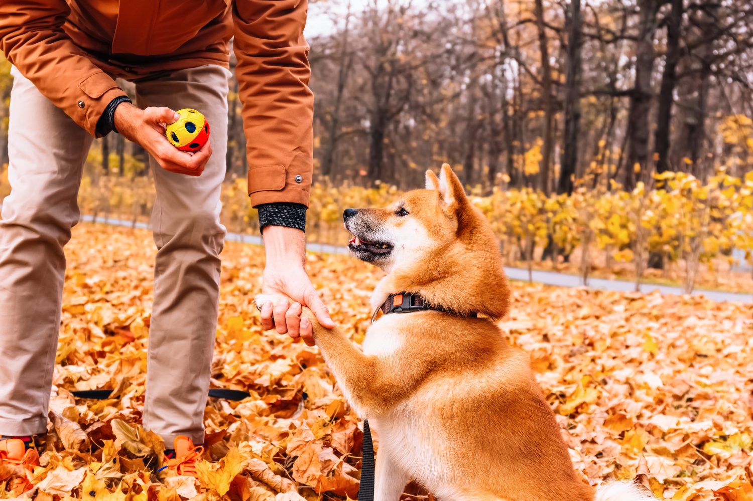 Akita Progression: Growth Chart, Milestones, and Training Tips