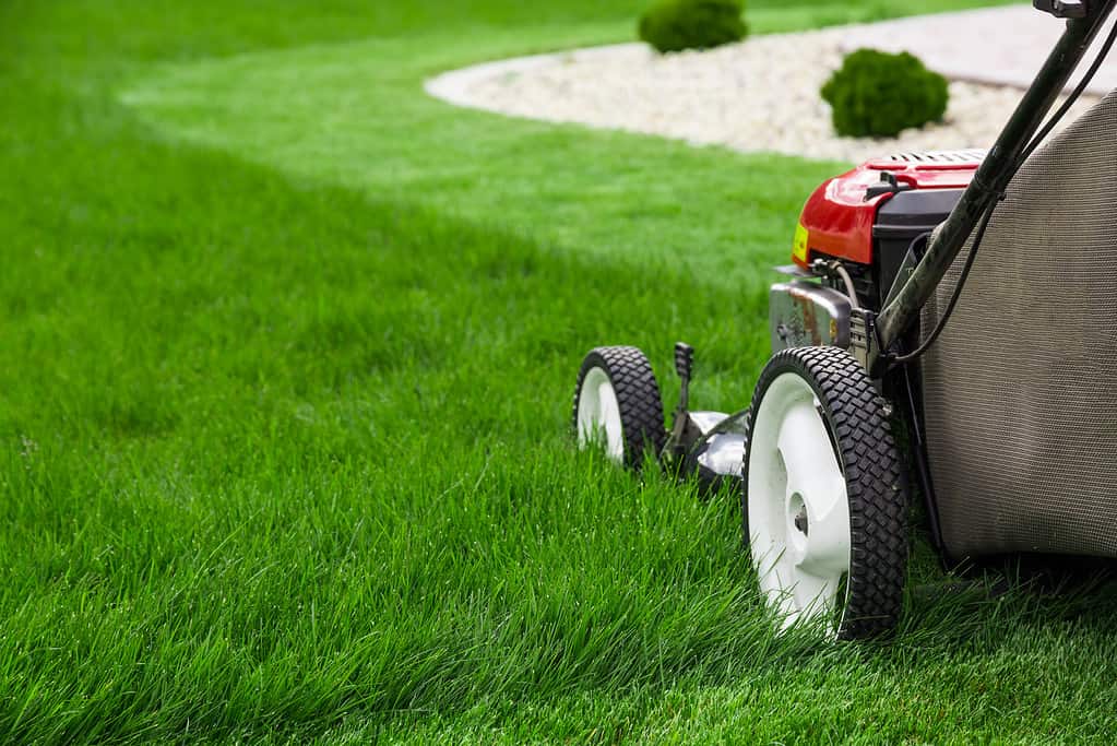 6 Reasons You Should Never Cut Your Lawn Too Low Before Winter