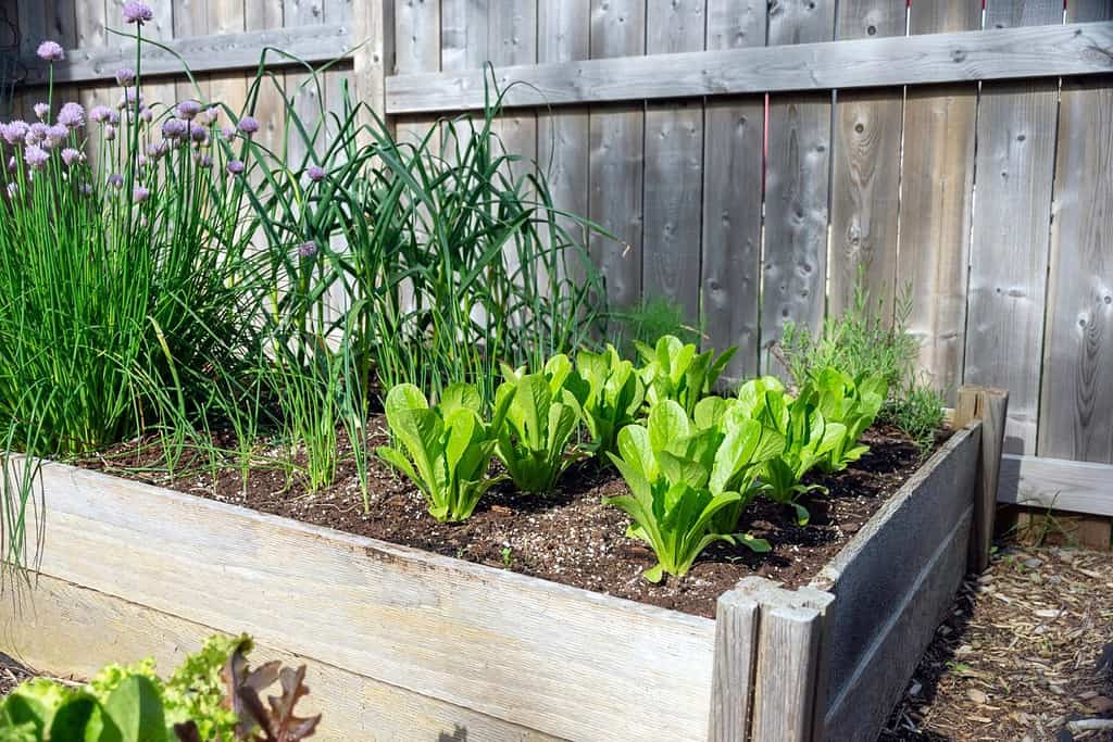 Square Foot Gardening Method: The Ultimate Way to Make Use of Limited Space