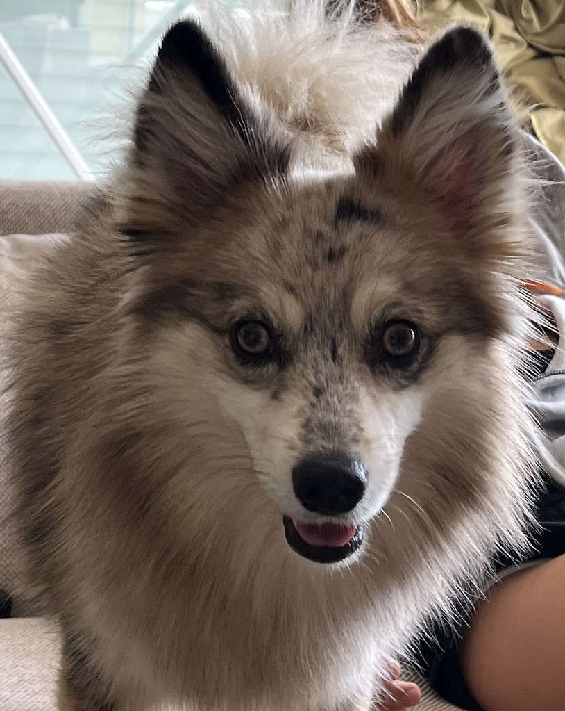 Pomsky Prices in 2023: Purchase Cost, Vet Bills, and More!