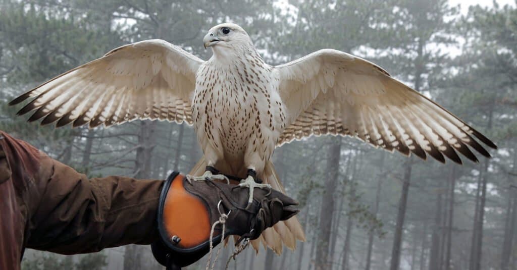 4 Falcons Found in Michigan: How to Identify Them and Where They Live