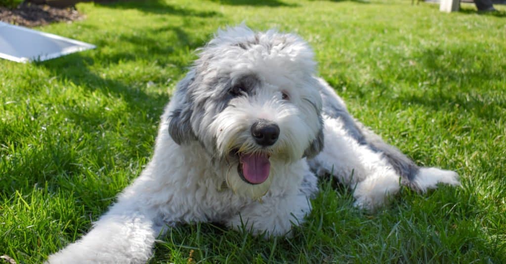 Sheepadoodle Lifespan: How Long They Typically Live   5 Common Health Problems