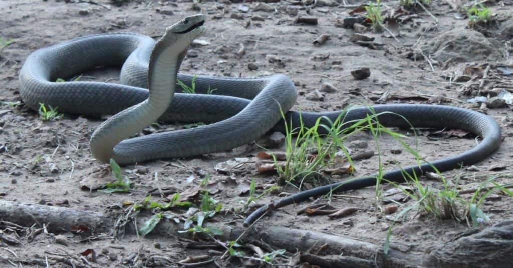 How Fast Are Black Mambas? Discover Their Top Striking and Slithering Speeds