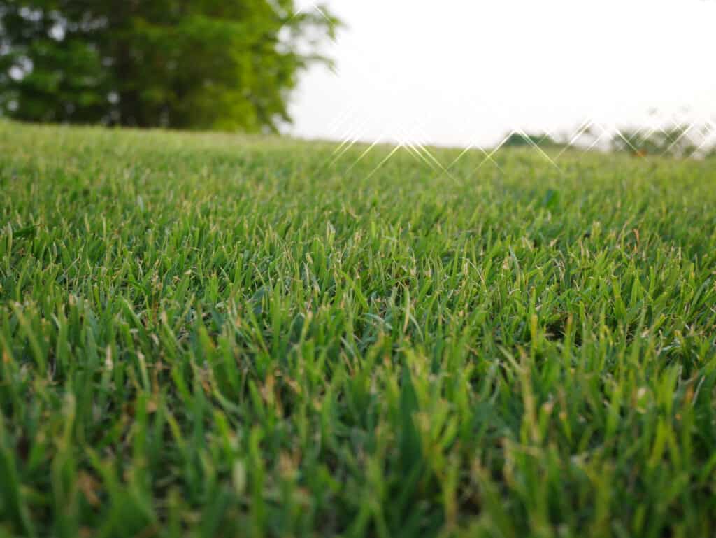 6 Reasons You Should Never Cut Your Lawn Too Low Before Winter