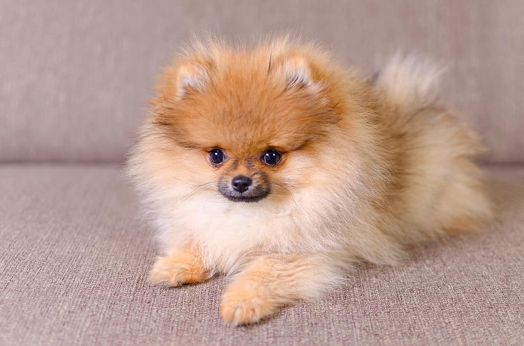 Pomeranian Puppies: Pictures, Adoption Tips, and More!