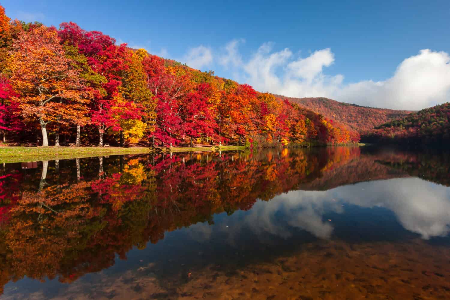 8 Spots in Virginia Teeming with the Most Bears