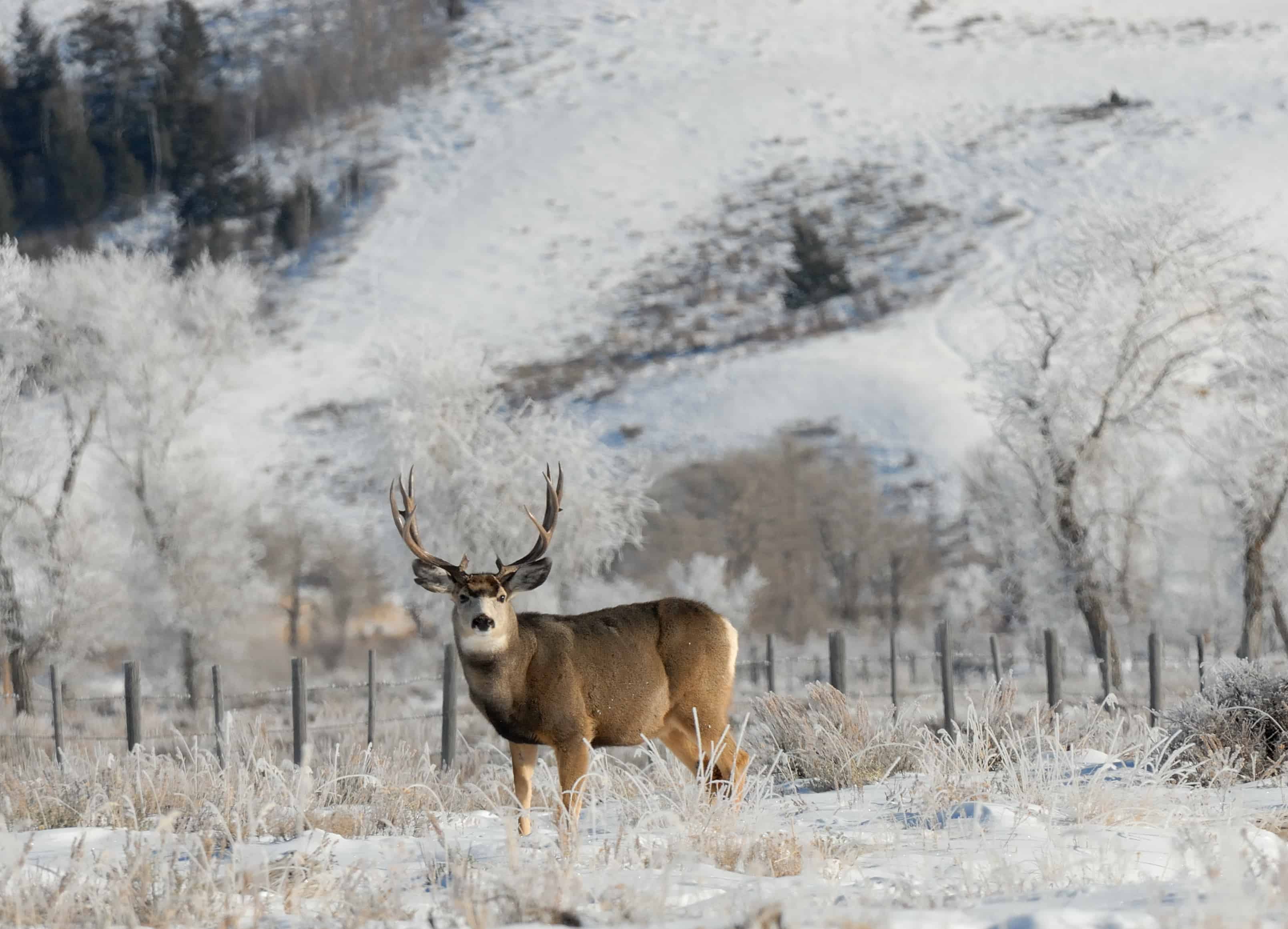 The 15 States With the Absolute Best Deer Hunting