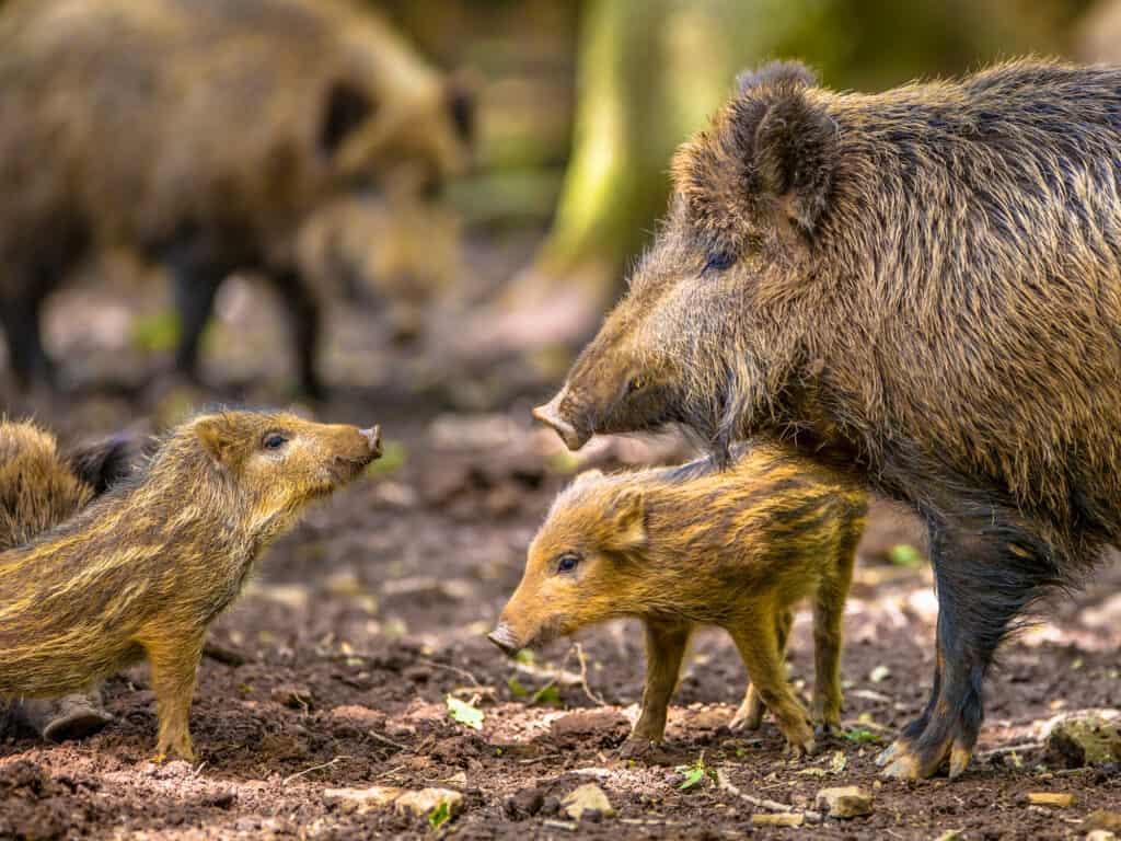 The Top 12 Deadliest Animals in England