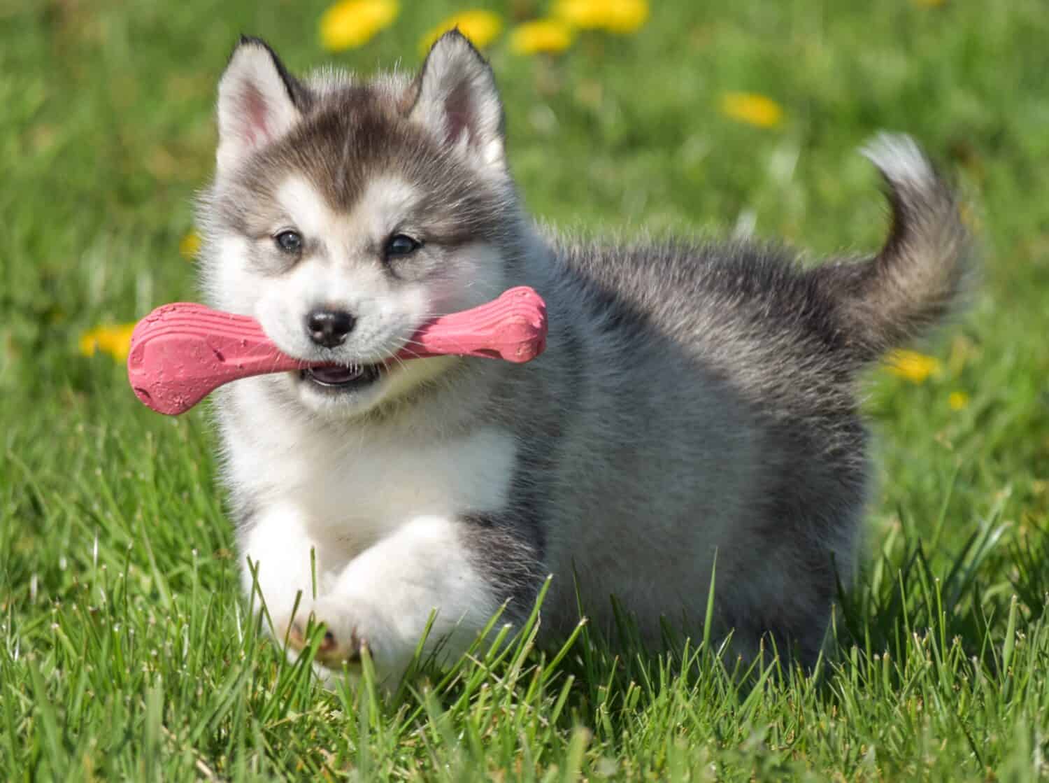 Pomsky Prices in 2023: Purchase Cost, Vet Bills, and More!