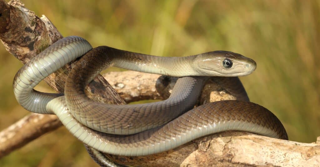 How Fast Are Black Mambas? Discover Their Top Striking and Slithering Speeds