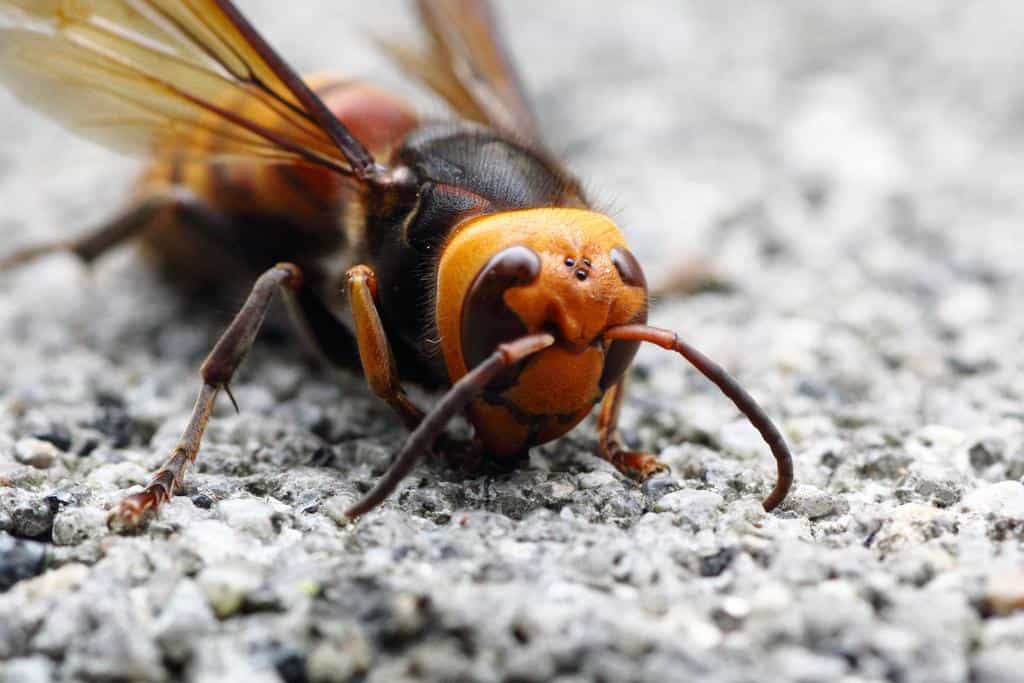 The Top 12 Deadliest Animals in England