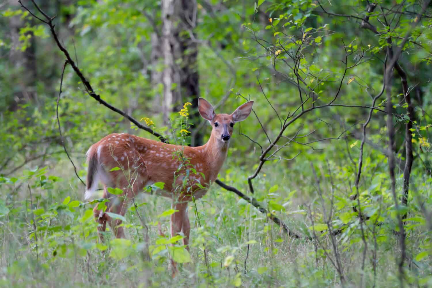 The 15 States With the Absolute Best Deer Hunting