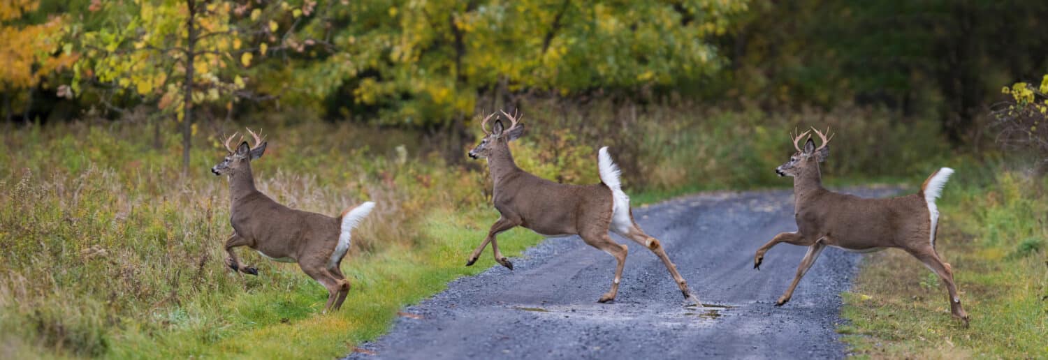 The 15 States With the Absolute Best Deer Hunting