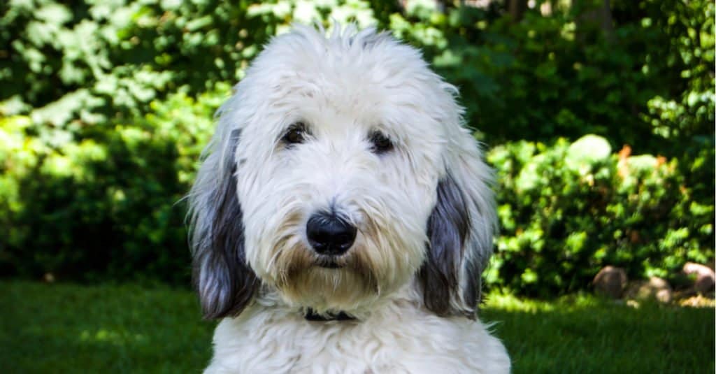 Sheepadoodle Lifespan: How Long They Typically Live   5 Common Health Problems