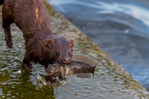 Learn About Mink in Ohio - History, Habitat, and More!