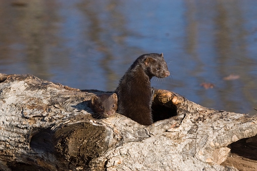 Learn About Mink in Ohio - History, Habitat, and More!