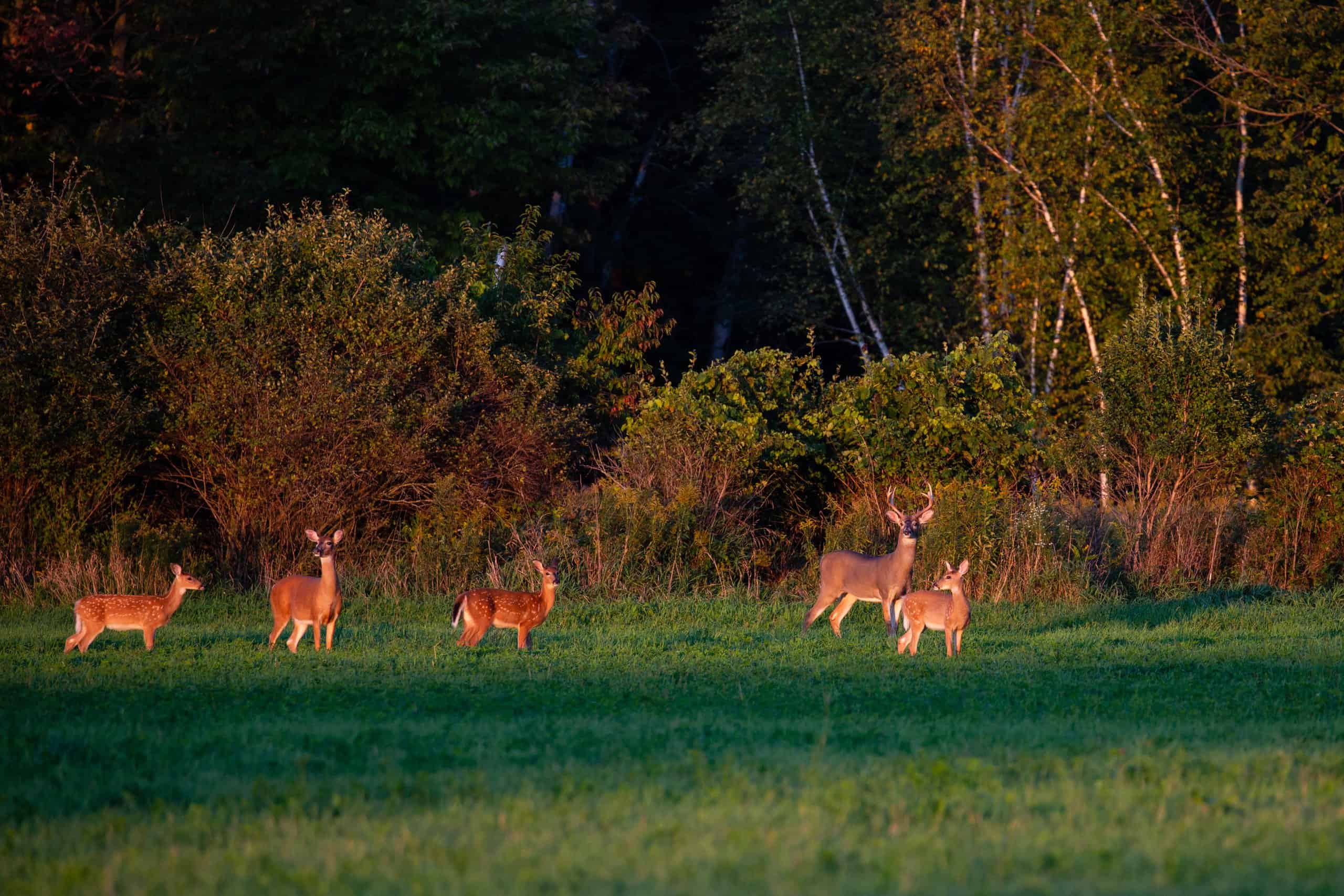 The 15 States With the Absolute Best Deer Hunting