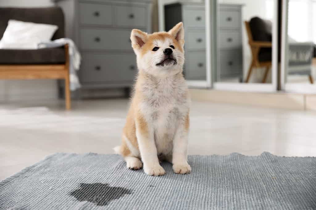 Akita Progression: Growth Chart, Milestones, and Training Tips