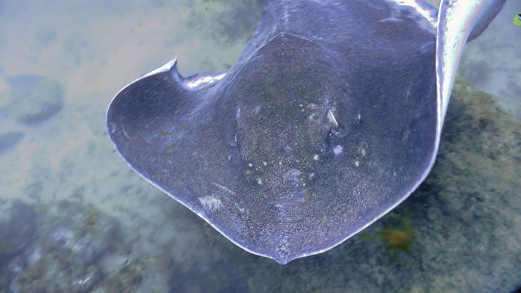 What Do Stingrays Eat: Diet and Hunting Strategies of 4 Amazing Species