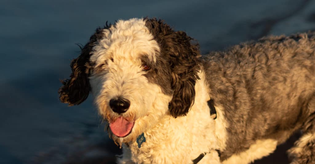 Sheepadoodle Lifespan: How Long They Typically Live   5 Common Health Problems